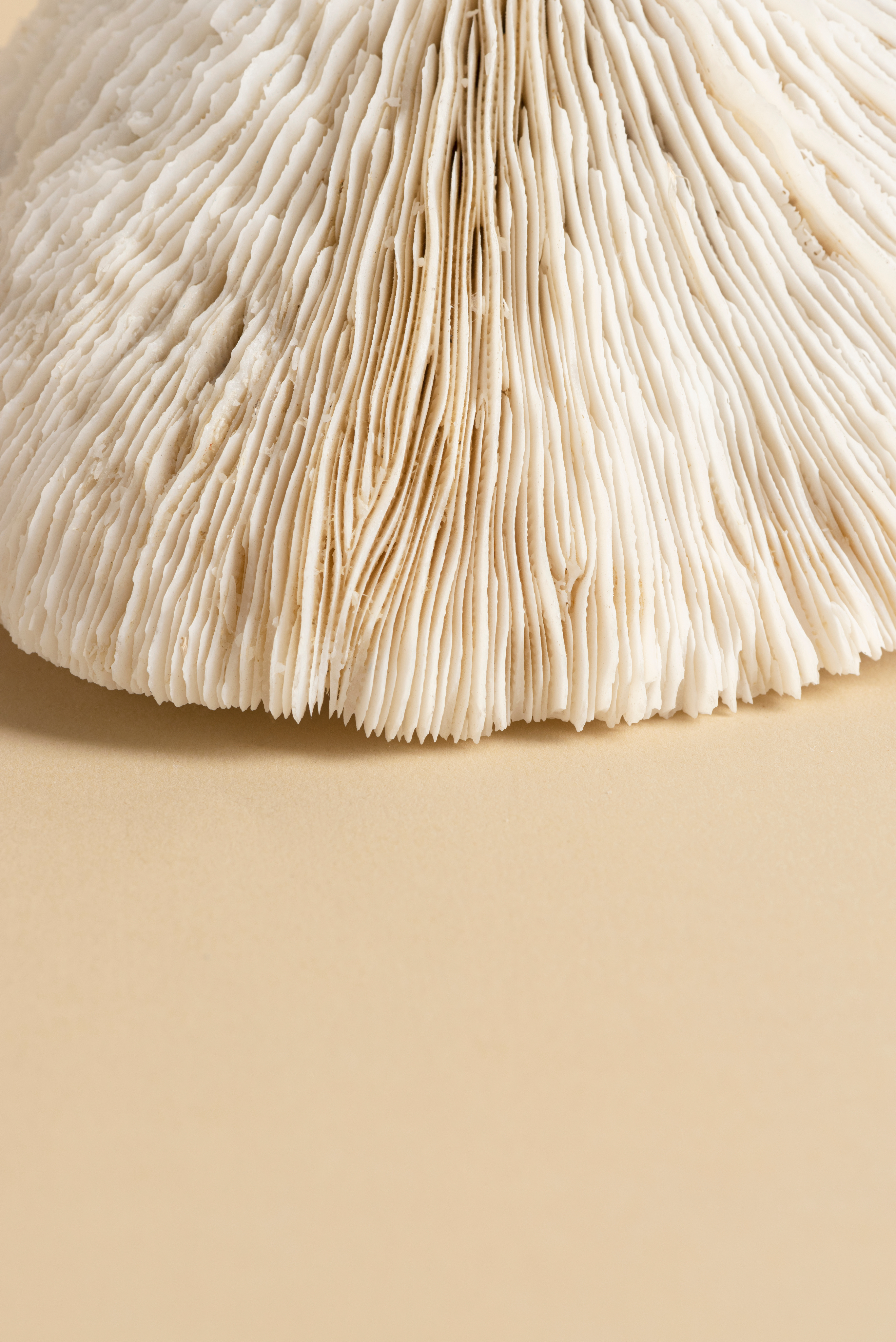 Close-up of a Lion's Mane Mushroom